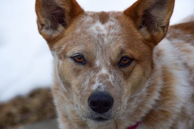 Close-up portrait of a dog