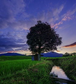 Trees on field against sky