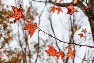 Close-up of maple leaves on branch