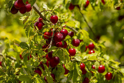 Close-up of red berries growing on tree