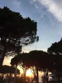 Low angle view of silhouette trees against sky at sunset