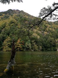 Scenic view of lake against trees in forest