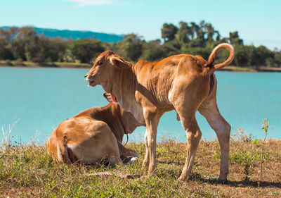 Cows in a field