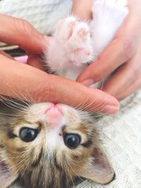 Close-up of hand holding cat