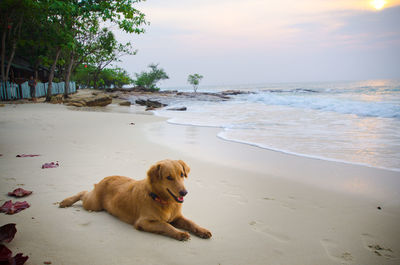 Dog lying on beach