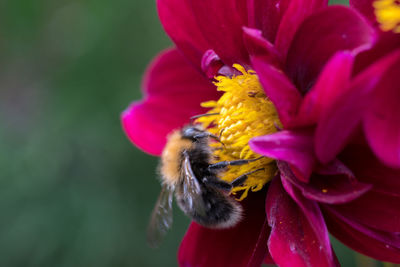 Close-up of bee pollinating flower
