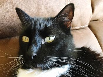 Portrait of black cat