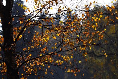 Low angle view of trees against sky during autumn