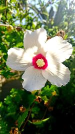 Close-up of white flower