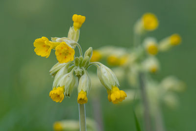 Close up of a common cowslip plant in bloom