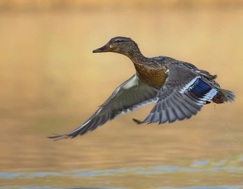 Bird flying over lake