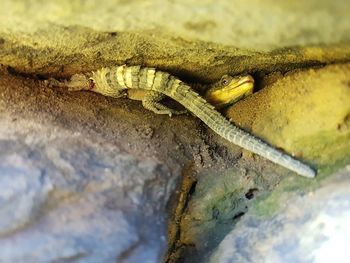 Close-up of lizard