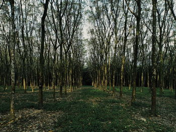 Trees in forest