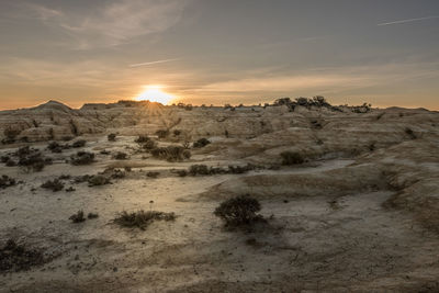 Dry plants growing in desert