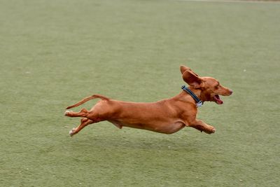 Dog jumping in grass