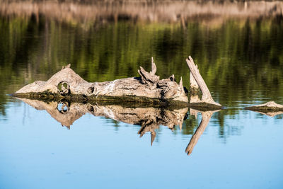 View of a bird on a lake
