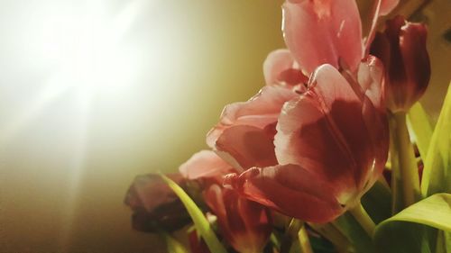 Close-up of flower blooming outdoors