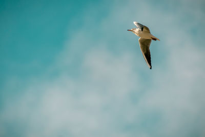 Low angle view of seagull flying