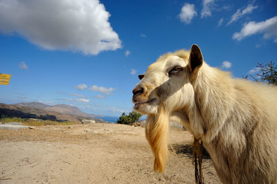 Side view of goat on field against blue sky