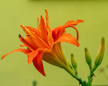 Close-up of orange lily plant