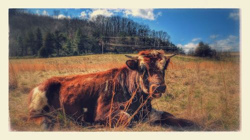 Close-up of horse on field against sky