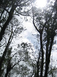 Low angle view of trees against sky