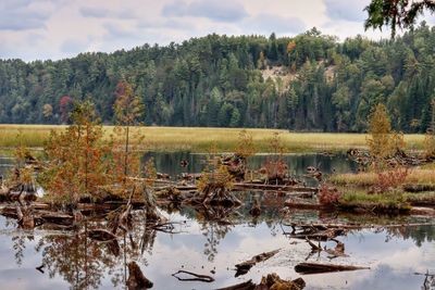 Scenic view of lake by trees against sky