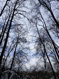 Low angle view of bare trees against sky