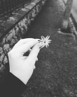 Close-up of hand holding flowers