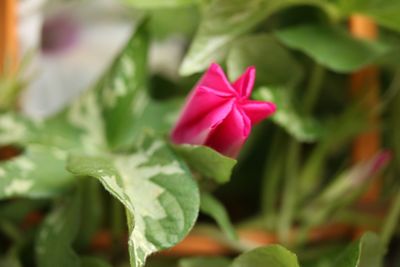 Close-up of pink flower blooming outdoors