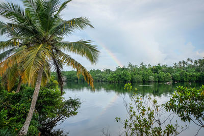 Palm trees by lake against sky