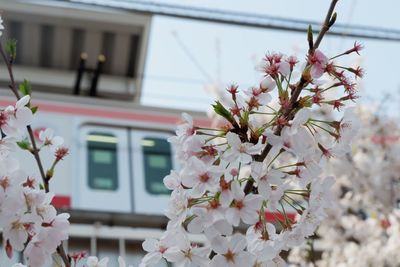 Pink cherry blossom tree against building