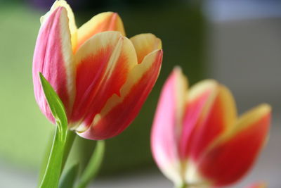 Close-up of pink tulips