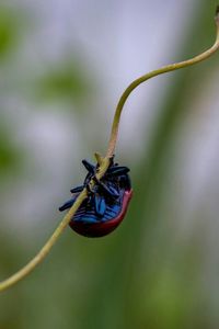 Close-up of butterfly on flower