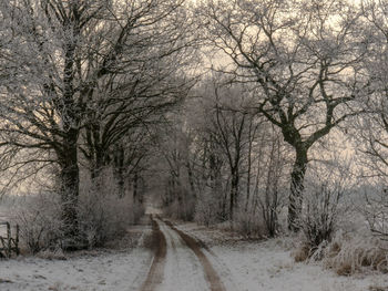 Road amidst bare trees during winter