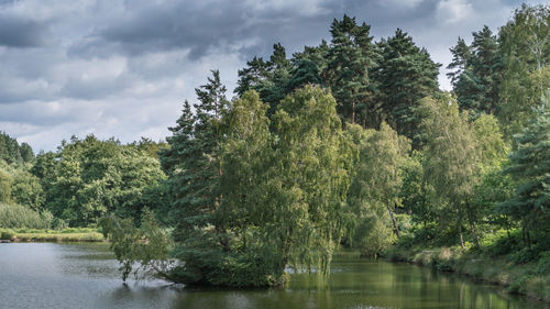 The woods and shoreline of the fishing lakes at cannock chase, aonb in staffordshire.