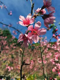 Close-up of pink cherry blossoms