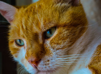 Close-up portrait of cat