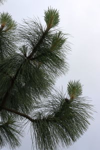 Low angle view of tree against sky