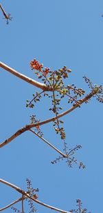 Low angle view of flowering plant against clear blue sky