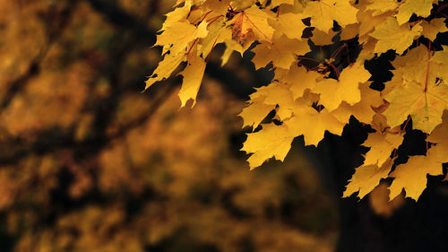 Close-up of yellow maple leaves against blurred background