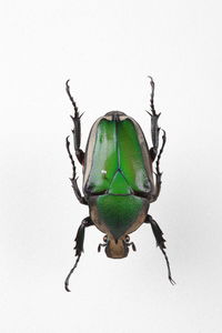 Close-up of insect on white background