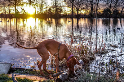 Dog by lake