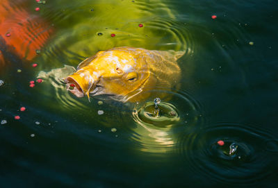 High angle view of fish swimming in lake