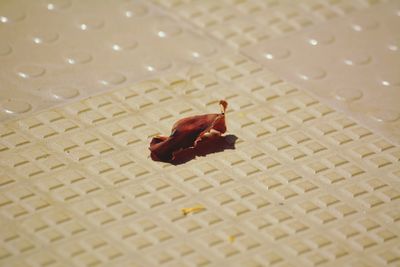 High angle view of red crab on cobblestone