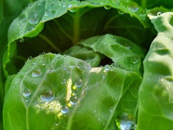 Close-up of raindrops on leaves