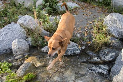 Dog on rock by water