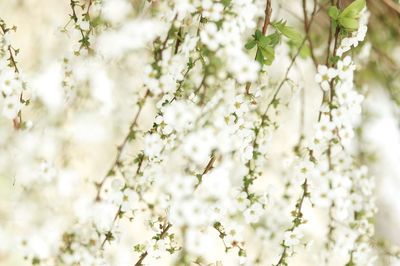 White apple blossoms in spring