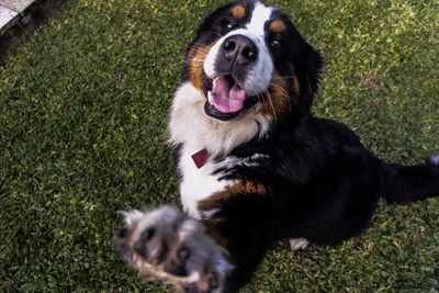 View of a dog