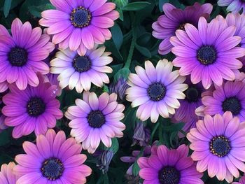 High angle view of purple flowers